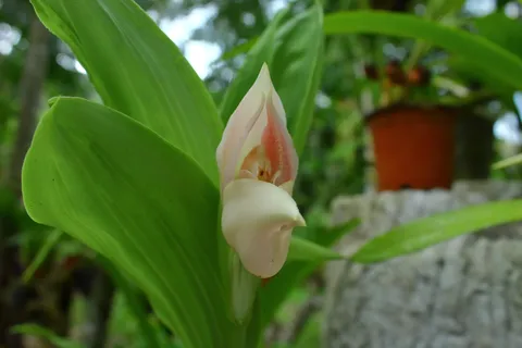 Anguloa virginalis