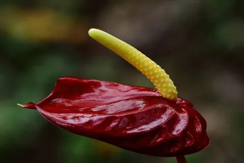 Anturio