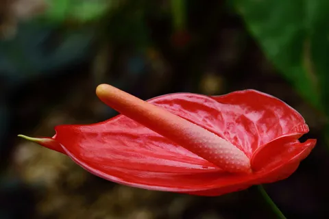Anturio 