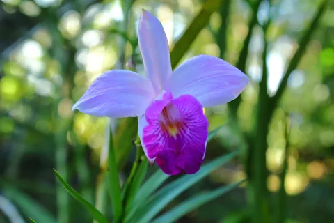 Arundina Graminifolia 