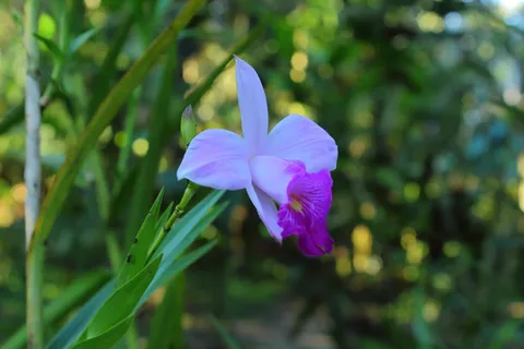 Arundina Graminifolia  