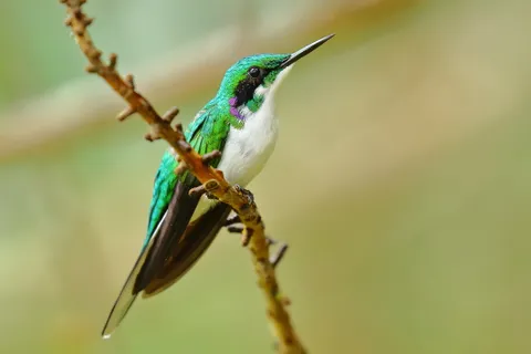 Black-eared Fairy