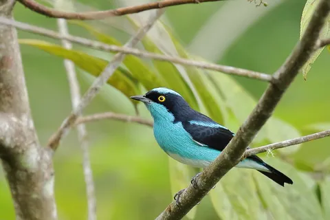 Black-faced Dacnis 