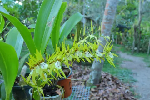 Brassia villosa