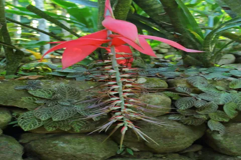 Bromelia