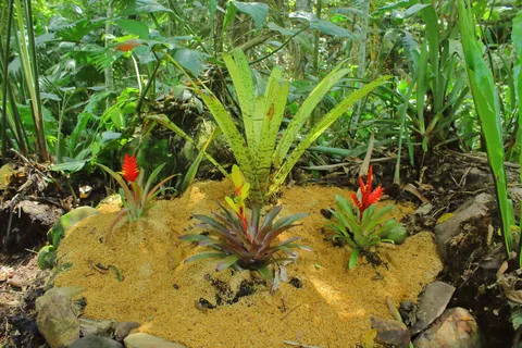 Bromelias 