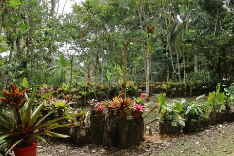 Bromelias  