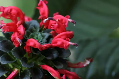 Centropogon sp
