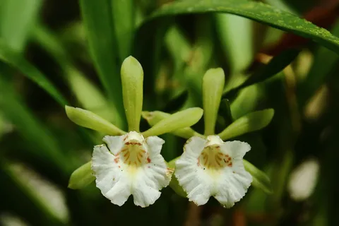 Cischwenfia parva