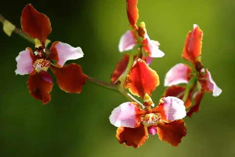 Cyrtochikum sp