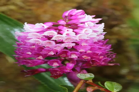 Elleanthus  Capitatus