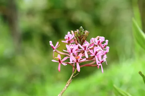 Epidendrum Secundum 