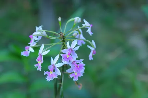 Epidendrum Secundum        