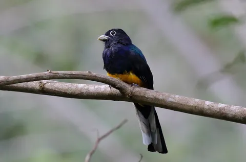 Green-backed Trogon