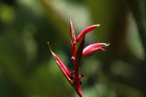 Heliconea tambopata