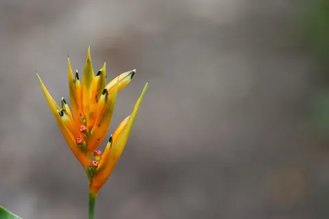 Heliconia sp