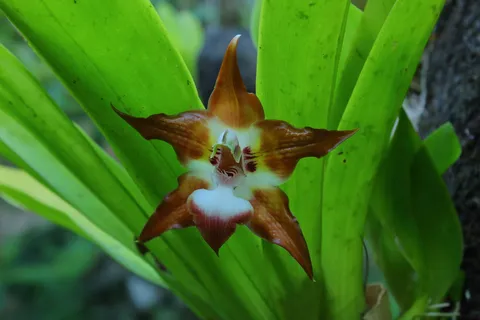 Huntleya burtii