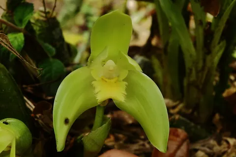 Ida finbriata