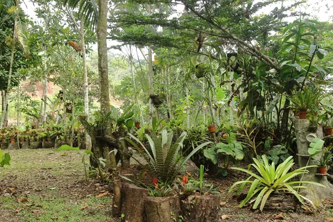 Jardin de Orquideas 