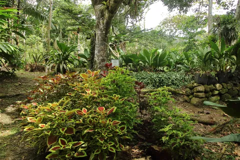 Jardin de Orquideas  