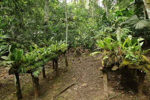 Jardin de Orquideas   