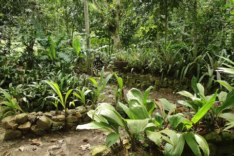 Jardin de Orquideas    