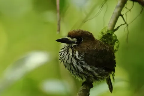 Lanceolated Monklet