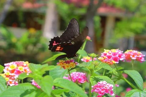 Lantana Rosada 