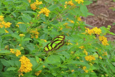 Lantana  amarilla