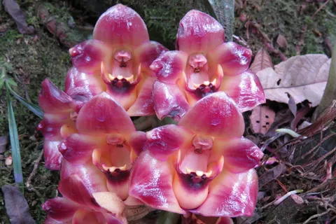 Lycomormium  sp