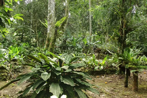 Marantaceae