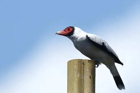 Masked Tityra
