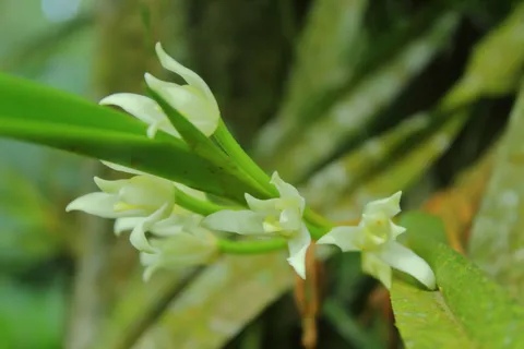Maxilaria sp