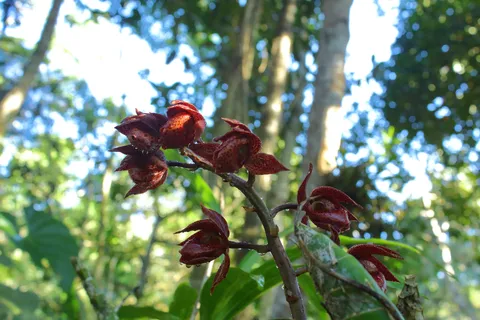 Mormodes  