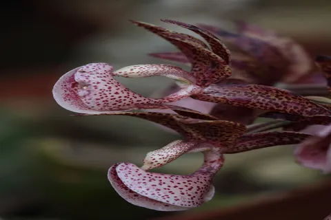Mormodes revoluta