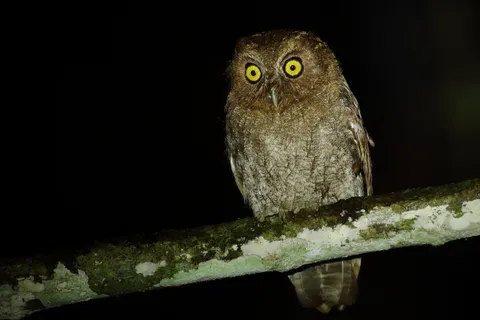 Napo Screach-Owl