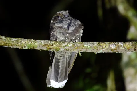 Ocellated Poorwil