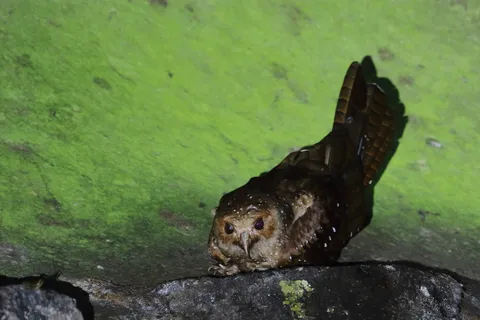 Oilbird
