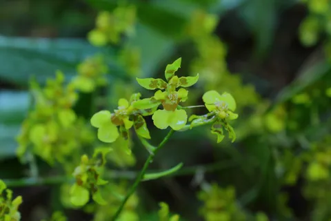 Oncidium
