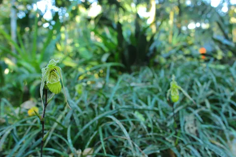 Phragmipedium Pearcei 