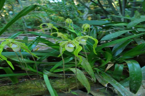 Phragmipedium Wallisii  