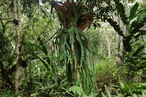 Platycerios Andinos 