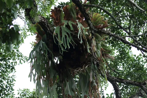 Platycerium andino