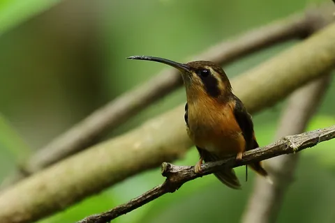 Redish Hermit