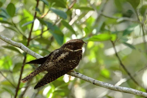 Rufous Nigthjar