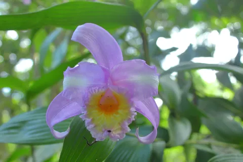 Sobralia  sp 