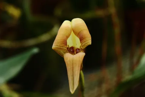 Trigonidium sp