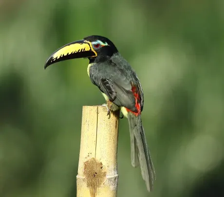 bird gallery