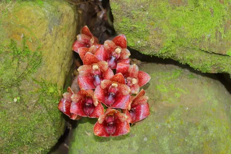 jardín de orquídeas