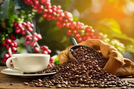 ruta del café